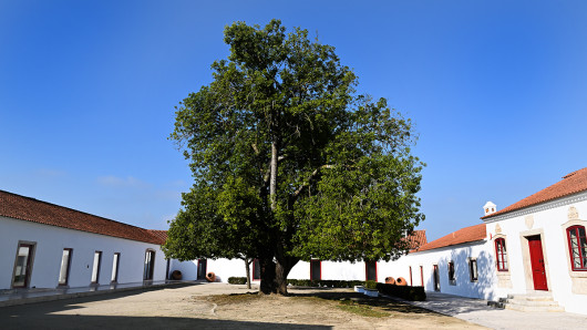 Quinta da Lapa