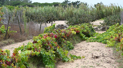 Vinhas Chão de Areia & Os Vinhos de Lisboa